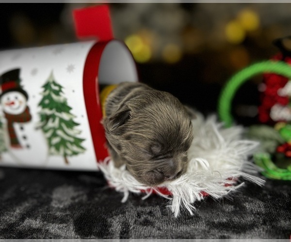 Medium Photo #4 French Bulldog Puppy For Sale in SPRINGFIELD, MO, USA