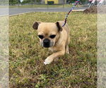 Small Pug