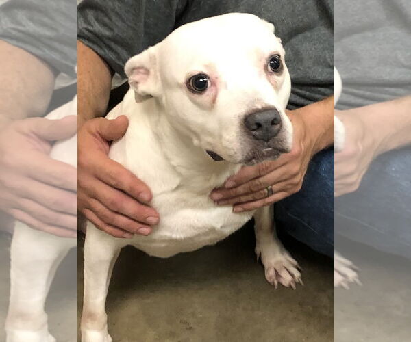 Medium Photo #4 American Staffordshire Terrier Puppy For Sale in Amarillo, TX, USA