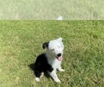 Small Photo #7 Australian Shepherd Puppy For Sale in WYLIE, TX, USA