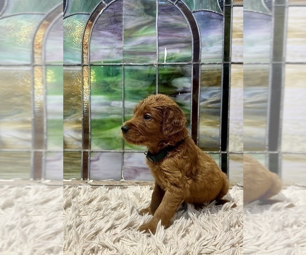 Medium Photo #6 Goldendoodle Puppy For Sale in ABILENE, TX, USA