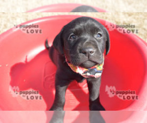 Labrador Retriever Puppy for sale in SANGER, TX, USA