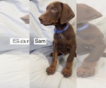Small #4 Doberman Pinscher