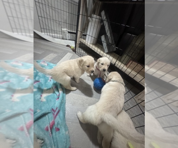 Medium Photo #8 Golden Retriever Puppy For Sale in PAW PAW, MI, USA