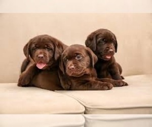 Labrador Retriever Puppy for sale in MORENO VALLEY, CA, USA