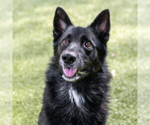 Mutt Dogs for adoption in Hilton Head, SC, USA