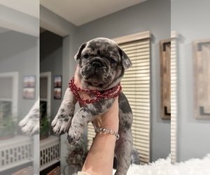French Bulldog Puppy for sale in EASTON, PA, USA