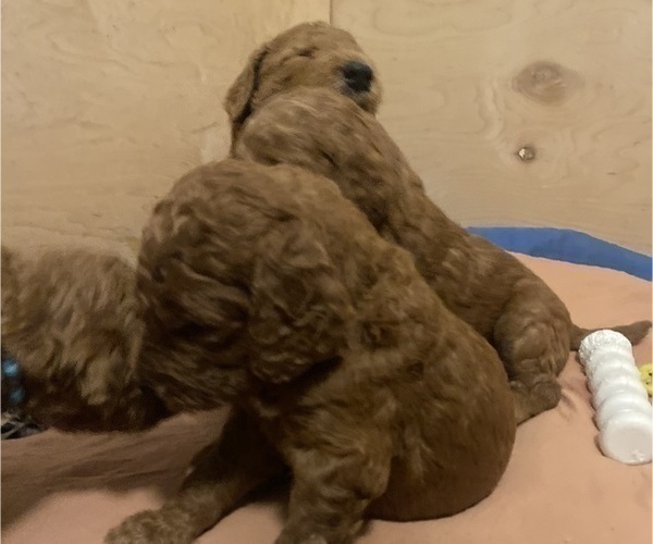 Medium Photo #14 Goldendoodle Puppy For Sale in BREA, CA, USA