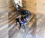 Small Black and Tan Coonhound-Rottweiler Mix