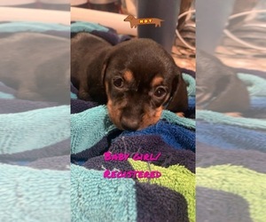 Dachshund Puppy for sale in DOUGLAS, GA, USA