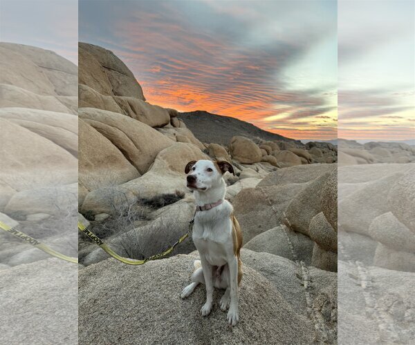Medium Photo #51 Labrador Retriever-Unknown Mix Puppy For Sale in San Diego, CA, USA