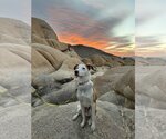 Small Photo #51 Labrador Retriever-Unknown Mix Puppy For Sale in San Diego, CA, USA
