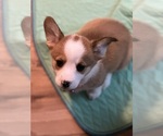 Small Photo #7 Pembroke Welsh Corgi Puppy For Sale in ATHENS, TX, USA
