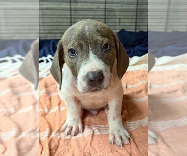 Medium Photo #1 Basset Hound-Unknown Mix Puppy For Sale in New York, NY, USA
