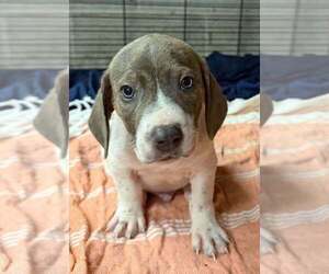 Basset Hound-Unknown Mix Dogs for adoption in New York, NY, USA
