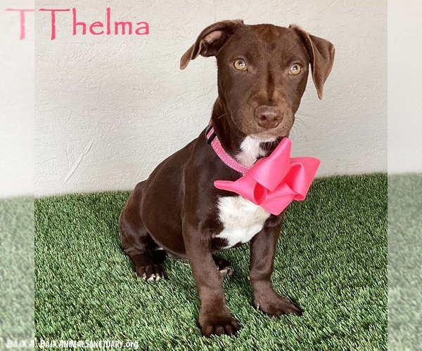 Medium Photo #1 Chocolate Labrador retriever-Unknown Mix Puppy For Sale in San Diego, CA, USA