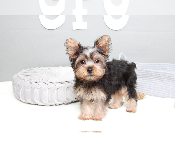 Medium Photo #5 Yorkshire Terrier Puppy For Sale in MARIETTA, GA, USA