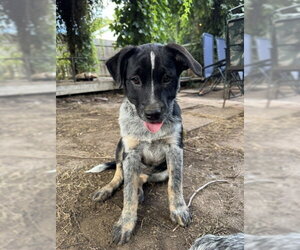 Mutt Dogs for adoption in Sebec, ME, USA