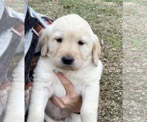 Goldendoodle-Labrador Retriever Mix Puppy for sale in LOOMIS, CA, USA