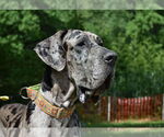 Small #1 Great Dane