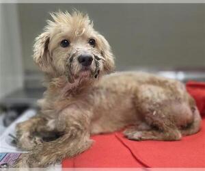 Mutt Dogs for adoption in San Antonio, TX, USA
