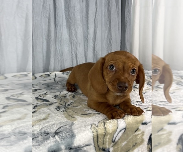 Medium Photo #7 Dachshund Puppy For Sale in GREENWOOD, IN, USA