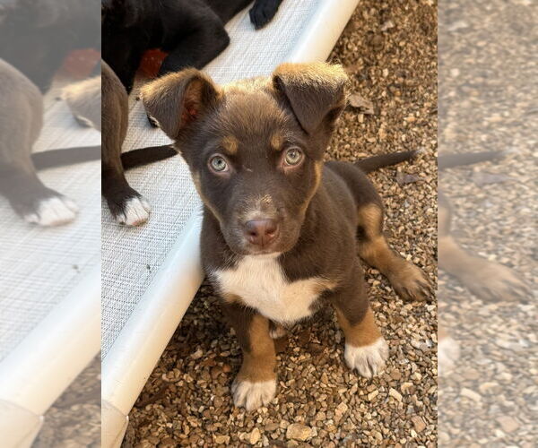Medium Photo #1 Australian Shepherd-Unknown Mix Puppy For Sale in Bolivar, MO, USA