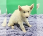 Small #1 Siberian Husky