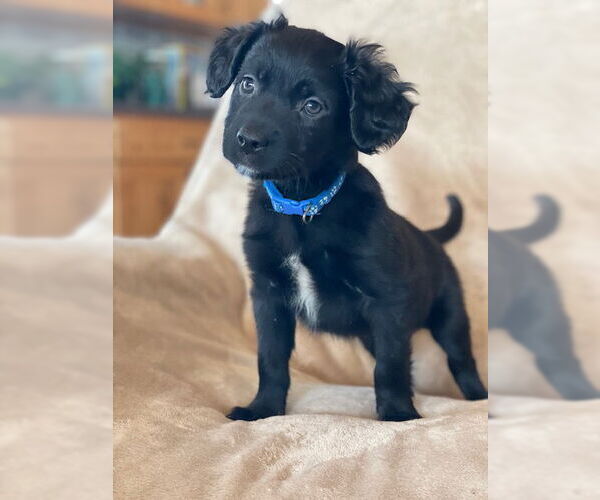 Medium Photo #1 Labrador Retriever-Unknown Mix Puppy For Sale in Duluth, MN, USA