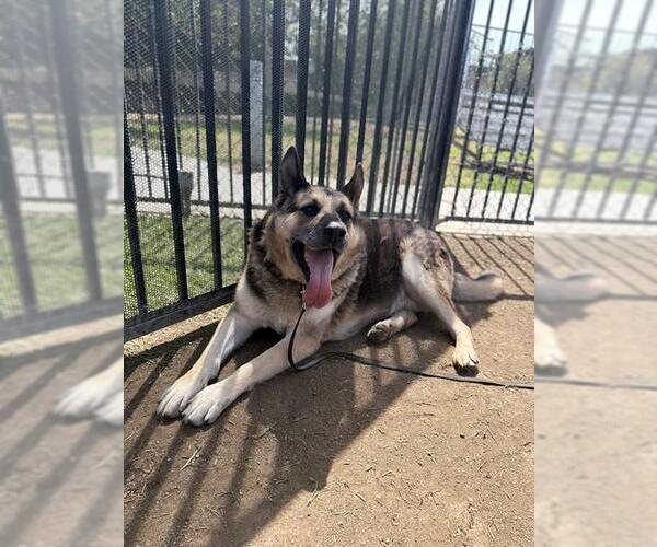 Medium Photo #2 German Shepherd Dog Puppy For Sale in Riverside, CA, USA