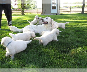 Mother of the English Cream Golden Retriever puppies born on 10/20/2025