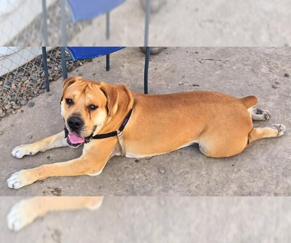 Medium Photo #1 Fila Brasileiro Puppy For Sale in Sacramento, CA, USA