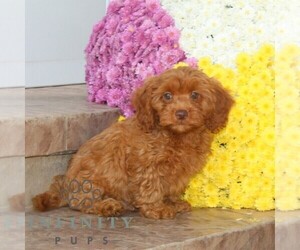 Cavapoo Puppy for sale in NOTTINGHAM, PA, USA