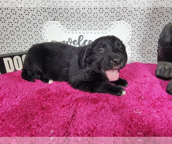 Medium Photo #3 Golden Mountain Dog Puppy For Sale in BLACK FOREST, CO, USA