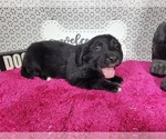 Small #2 Golden Mountain Dog