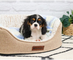 Small #4 Cavalier King Charles Spaniel
