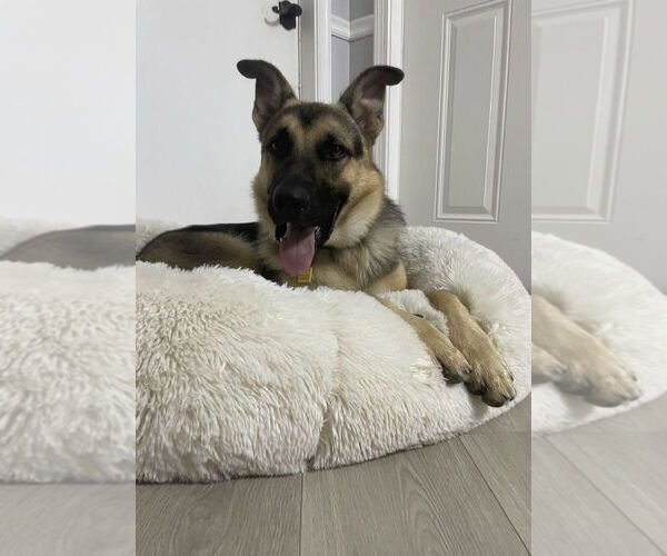 Medium Photo #4 German Shepherd Dog Puppy For Sale in Lighthouse Point, FL, USA