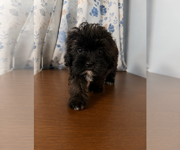 Medium Photo #14 Shih-Poo Puppy For Sale in DURHAM, CT, USA