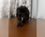 Small #13 Shih-Poo