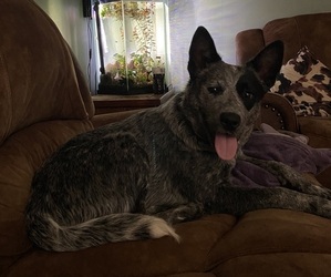 Mother of the Australian Cattle Dog puppies born on 06/04/2025