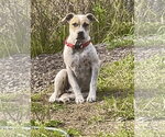 Small Photo #4 Staffordshire Bull Terrier Puppy For Sale in Maryville, TN, USA