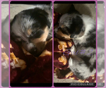 Small #4 Pembroke Welsh Corgi