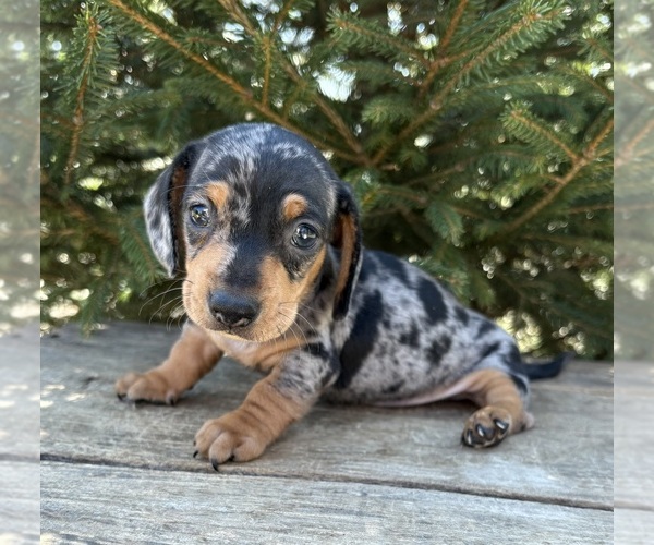 Medium Photo #2 Dachshund Puppy For Sale in MIDDLEBURY, IN, USA