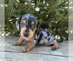 Small #1 Dachshund