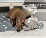 Small #2 Dachshund