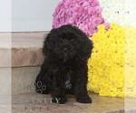 Small Cavapoo (Miniature)