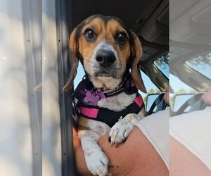 Lucy-loo - Female Beagle Dog for Adoption - Photo #6