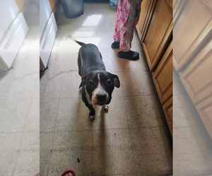 American Pit Bull Terrier Puppy for sale in HOLYOKE, MA, USA