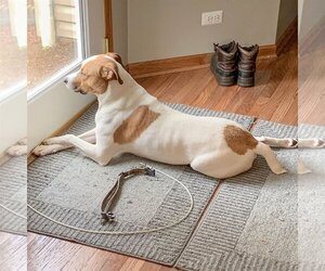 Ollie - Male Boxer-Unknown Mix Dog for Adoption - Photo #8