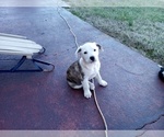 Small Photo #45 American Pit Bull Terrier-Labrador Retriever Mix Puppy For Sale in MOORESBORO, NC, USA